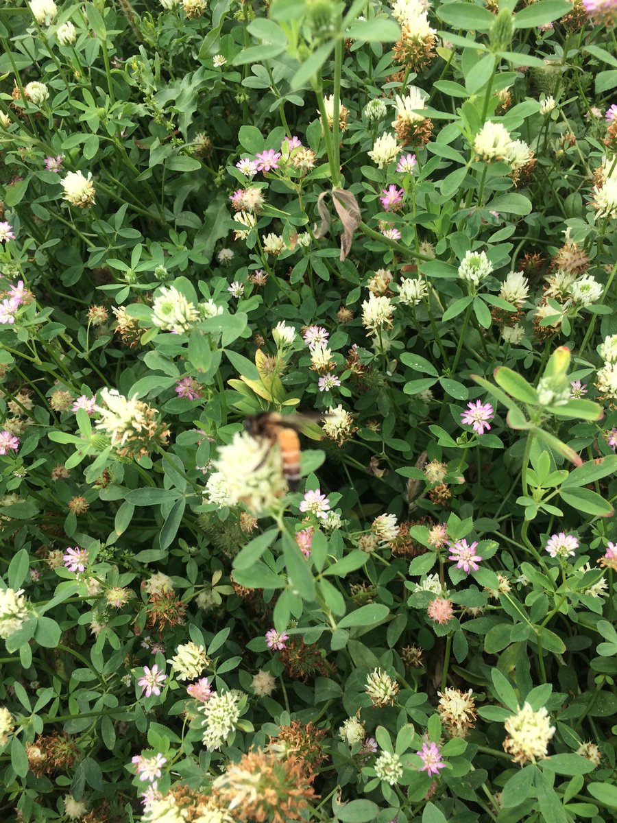Vijay K Yadav (@drvijay777) on Twitter photo Berseem (Egyptian clover) тАЬQueen of ForageтАЭ most preferred fodder, highly nutritious, multi-cut (6-7) in north and eastern India. Highly remunerative for seed production, new varieties are BL 46, BL 48, JHB 17-1, JHB 17-2 and JHB 18-1 and JHB 18-2 <a href="/IcarIgfri/">ICAR - IGFRI, Jhansi</a> <a href="/IgfriS/">ICAR-IGFRI Srinagar Station</a> <a href="/icarindia/">Indian Council of Agricultural Research.</a> Berseem (Egyptian clover) тАЬQueen of ForageтАЭ most preferred fodder, highly nutritious, multi-cut (6-7) in north and eastern India. Highly remunerative for seed production, new varieties are BL 46, BL 48, JHB 17-1, JHB 17-2 and JHB 18-1 and JHB 18-2 <a href="/IcarIgfri/">ICAR - IGFRI, Jhansi</a> <a href="/IgfriS/">ICAR-IGFRI Srinagar Station</a> <a href="/icarindia/">Indian Council of Agricultural Research.</a>