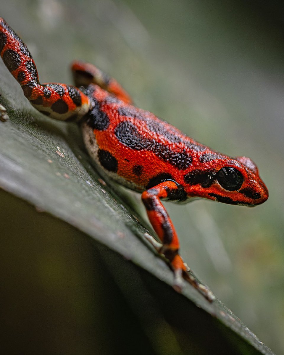 Chester Zoo tweet media