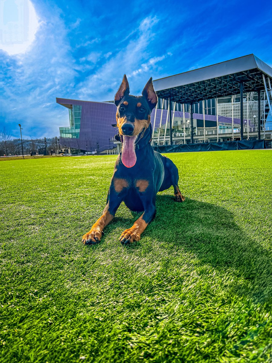 Bark tweet media