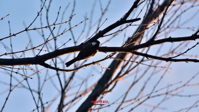 今日は近くの公園にお散歩にいって鳥の撮影に行ってきました( ᐛ )و