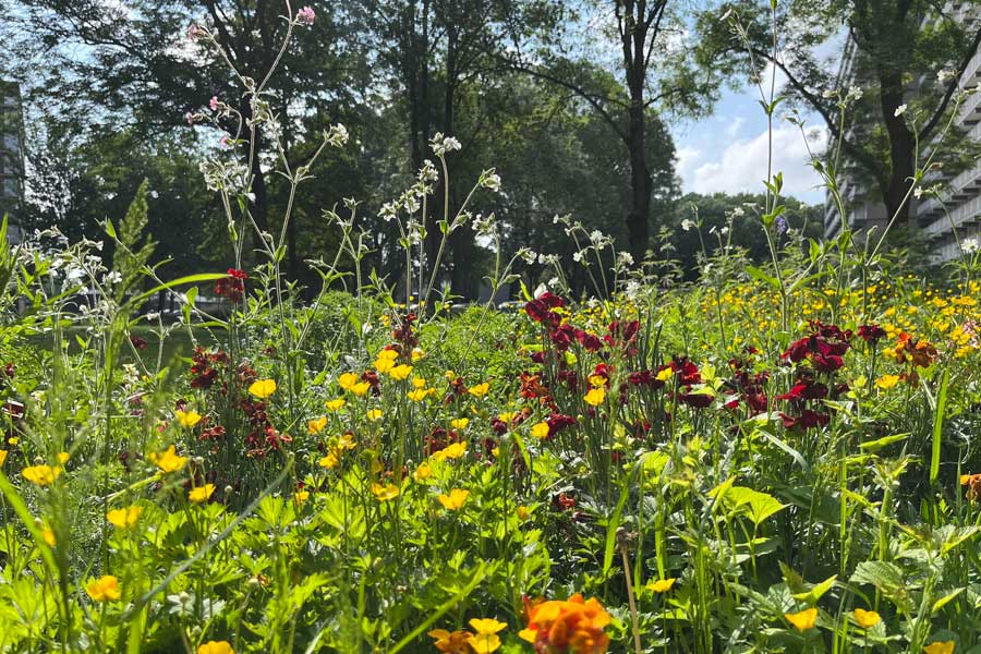 Maak van je tuin een kleurrijke plek voor insecten en vogels. Meld je aan voor gratis bloemmengsel via sittard-geleen.hetbloemenproject.nl 
Kom op 12 april tussen 9.00 en 13.00 uur naar de parkeerplaats aan de Botkoulweg in Windraak om het mengsel op te halen. 👇
sittard-geleen.nl/actueel/Home/N…