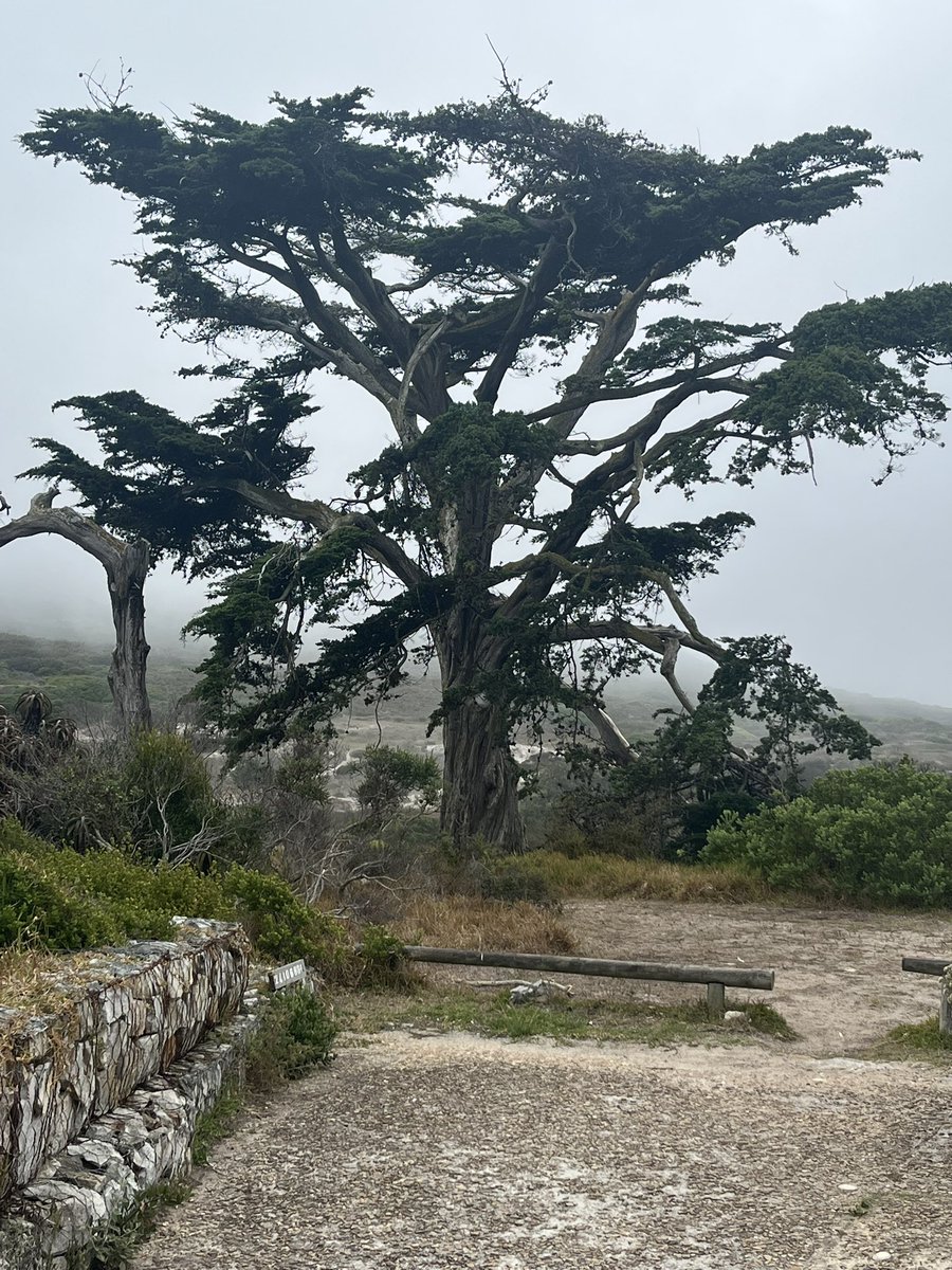 Wanjira Mathai (@mathaiwanjira) on Twitter photo I (STILL) think that I shall never see a poem as lovely as a tree ❤️ #Trees #CapePoint <a href="/WRIafrica/">WRI Africa</a> I (STILL) think that I shall never see a poem as lovely as a tree ❤️ #Trees #CapePoint <a href="/WRIafrica/">WRI Africa</a>