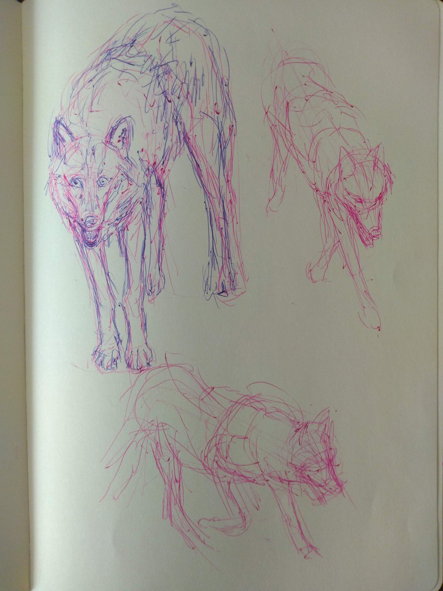RoxRokuro's tweet photo. also made some wolf sketches too!
Referenced photos mostly from https://t.co/QzTWsbE4Li and iNaturalist
#penart #mangasketch #wolfart #wolf https://t.co/lc4qM8jXMv