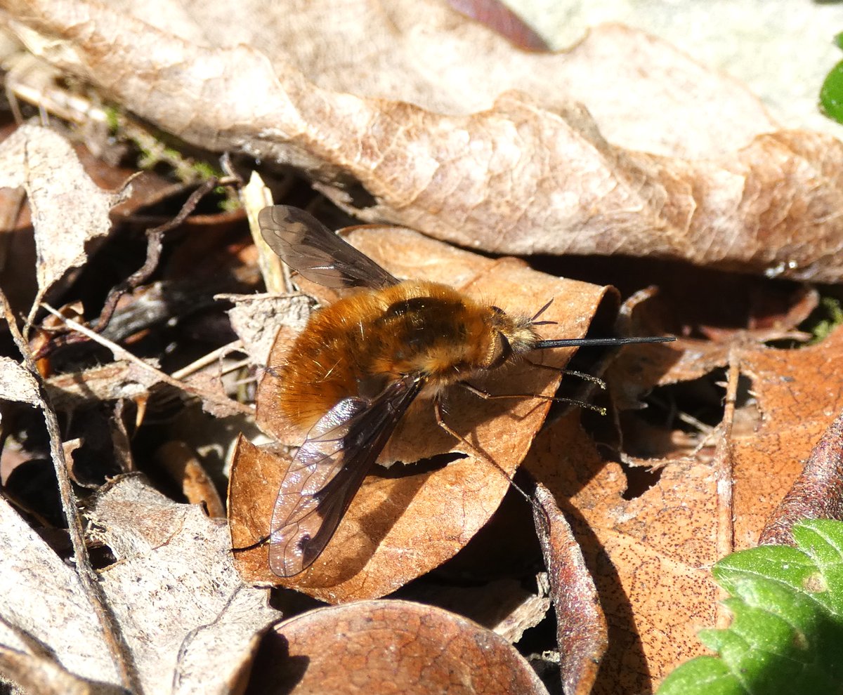 WildlifeDales's tweet photo. These are Dark-edged Bee-flies, fascinating insects that can be seen on the wing from March through to June.
They nectar on flowers such as wild primroses in sheltered, sunny spots. See if you can find one this spring!
Learn more about #beeflies: https://t.co/r7zs4sbTVk https://t.co/nWQvHj7hOM
