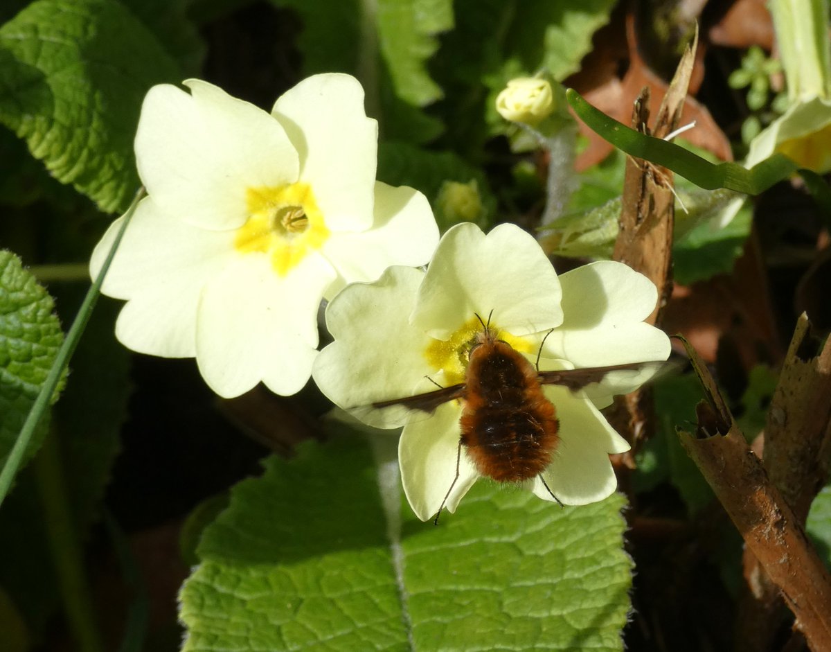 WildlifeDales's tweet photo. These are Dark-edged Bee-flies, fascinating insects that can be seen on the wing from March through to June.
They nectar on flowers such as wild primroses in sheltered, sunny spots. See if you can find one this spring!
Learn more about #beeflies: https://t.co/r7zs4sbTVk https://t.co/nWQvHj7hOM