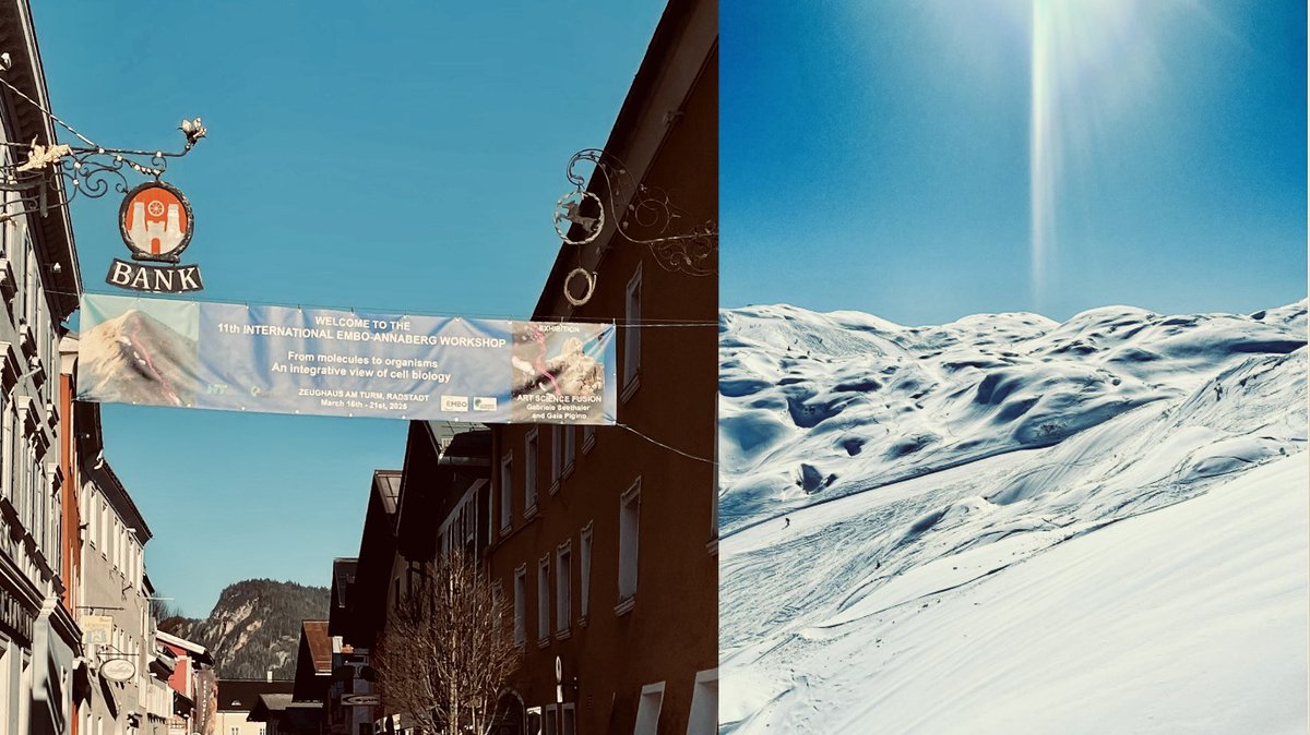 Philipp S. Erdmann (@3p1l) on Twitter photo From the workshop 🧬🔬 to the slopes 🎿🚡⛷️and back!
Amazing science (and nature 😝) at the 11th #EMBOcellBio24 Annaberg Workshop “From Molecules to Organisms”!
Contingent from <a href="/humantechnopole/">Human Technopole</a> showing powerful science from 🇮🇹! Crazy opportunities for imaging for #teamtomo !!! From the workshop 🧬🔬 to the slopes 🎿🚡⛷️and back!
Amazing science (and nature 😝) at the 11th #EMBOcellBio24 Annaberg Workshop “From Molecules to Organisms”!
Contingent from <a href="/humantechnopole/">Human Technopole</a> showing powerful science from 🇮🇹! Crazy opportunities for imaging for #teamtomo !!!