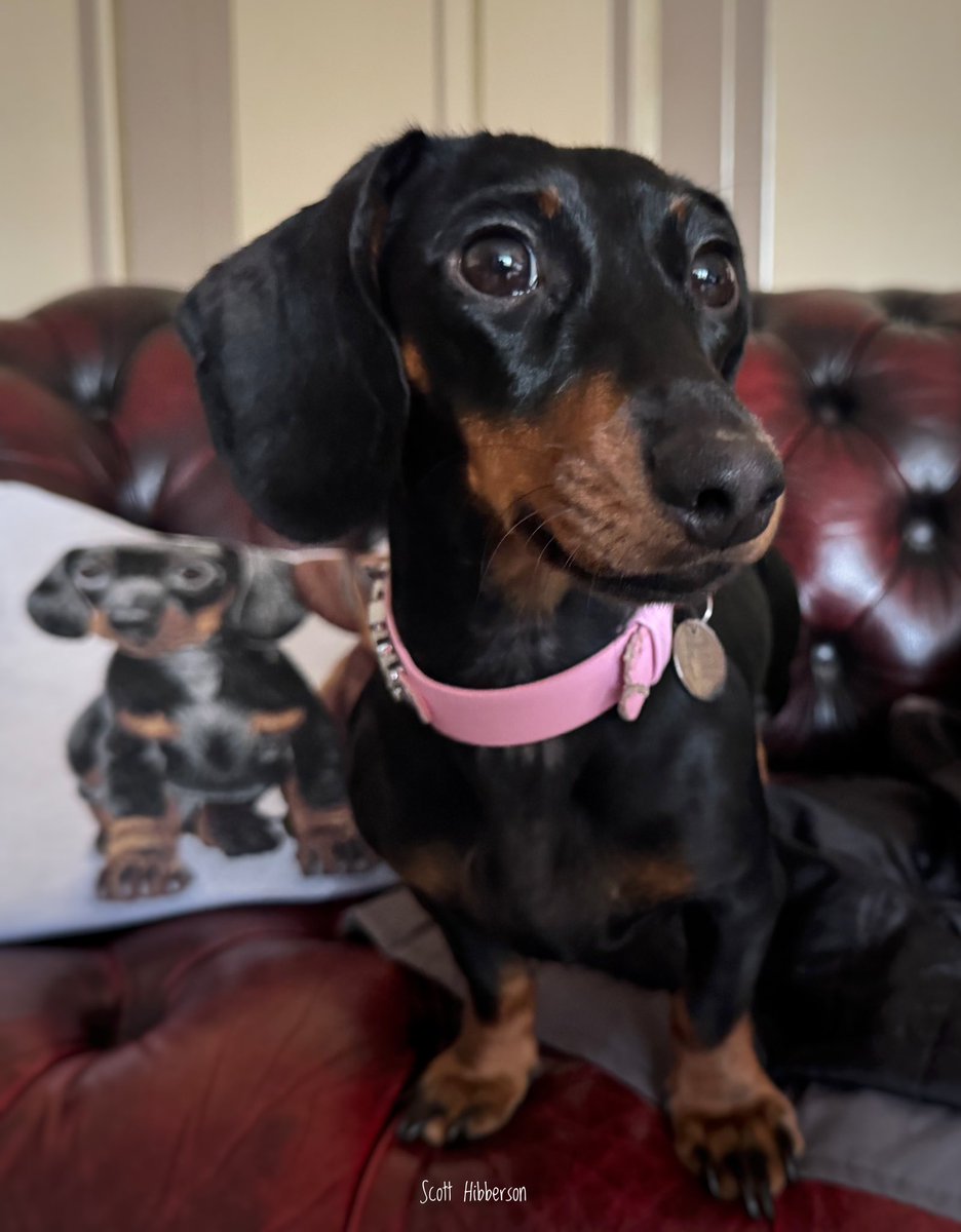 ScottHibberson's tweet photo. Photo of the day (Phoebe) #Photography #Dachshund #Dogs #Daxie #SausageDog #LittleTerror https://t.co/B2ZzbjPkOp