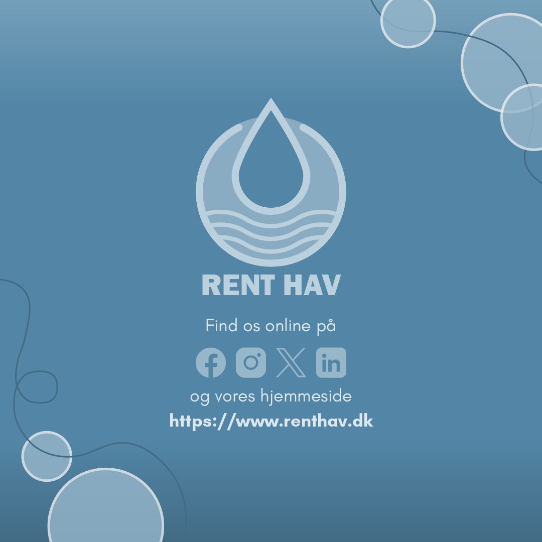 Stenrev er det bedste forsvar mod kabeloverskæringer 🐟 🌊 🪸