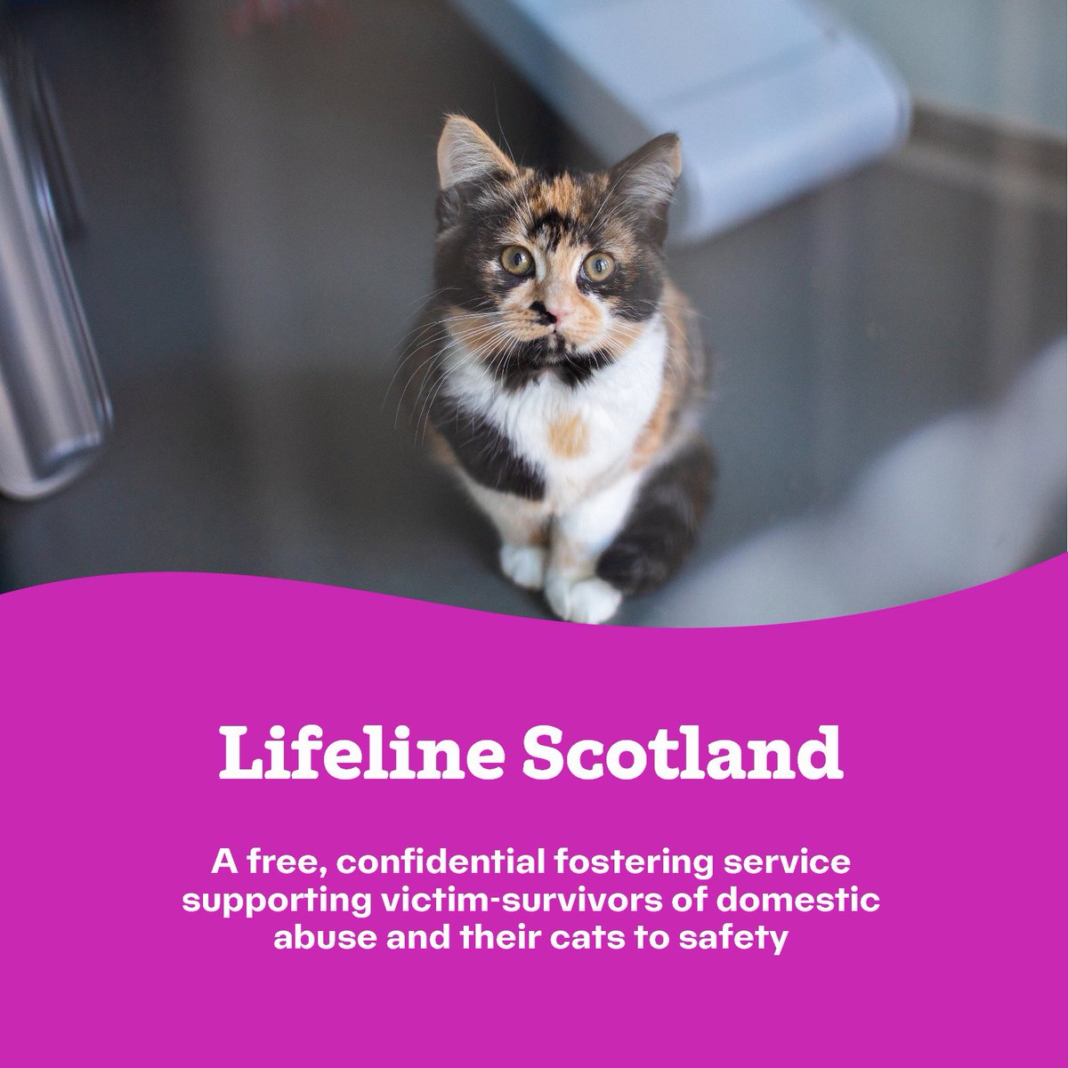 Lifeline is Cats Protection’s fostering service for anyone who is experiencing domestic abuse. It offers a loving home for cats until survivors are ready to have them back. The service is free and operates across Scotland. For information please visit cats.org.uk/what-we-do/cp-…