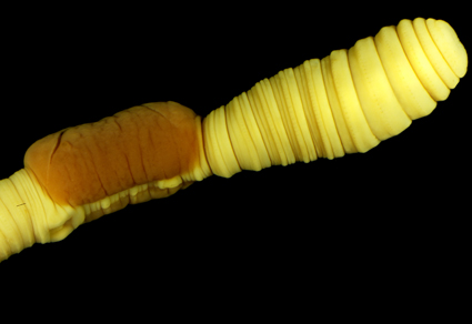 Zootaxa's tweet image. Two new #earthworm species of the genera Eutyphoeus Michaelsen, 1900 and Priodoscolex Gates, 1940 (#Crassiclitellata: Acanthodrilidae) from #India  
mapress.com/zt/article/vie… 
#Taxonomy