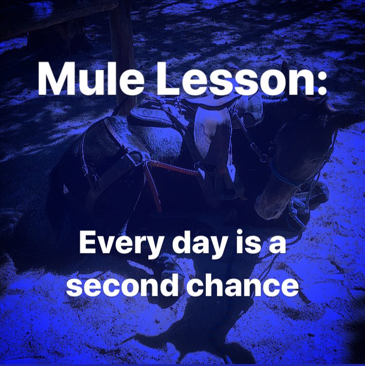 MarkCCEquine's tweet photo. #MuleLessons https://t.co/88SouapwIj