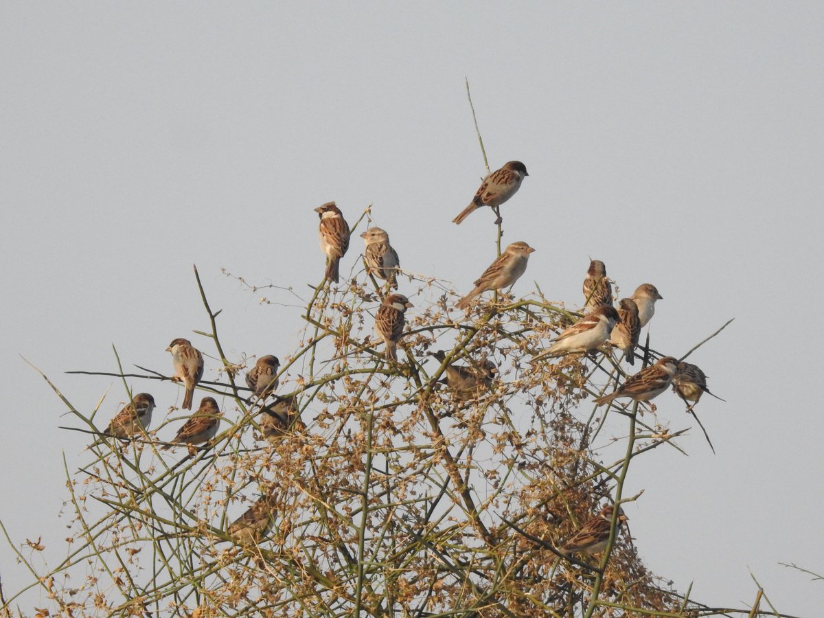 sumitdookia's tweet photo. Happy World #Sparrowday to all. Probably this is the first bird to which we introduced or had interaction in childhood. 👇almost all individuals are of P. d. parkini or Kashmir house sparrow, migratory subspecies of the house sparrow @IndiAves @thebetterindia @and_ecology #GIB https://t.co/r0of2FUSRL