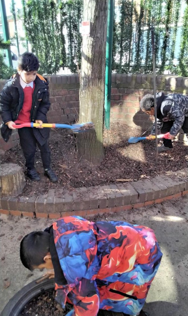 MarlboroughPrim's tweet image. After reading the poem "A little Seed" Reception wanted to dig the soil themselves. " I am going to plant a seed in the soil" #EYFSOutdoorLearning #EYFSDigging