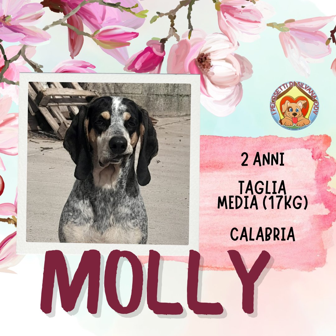 ipelosettidisilvanaodv tweet media