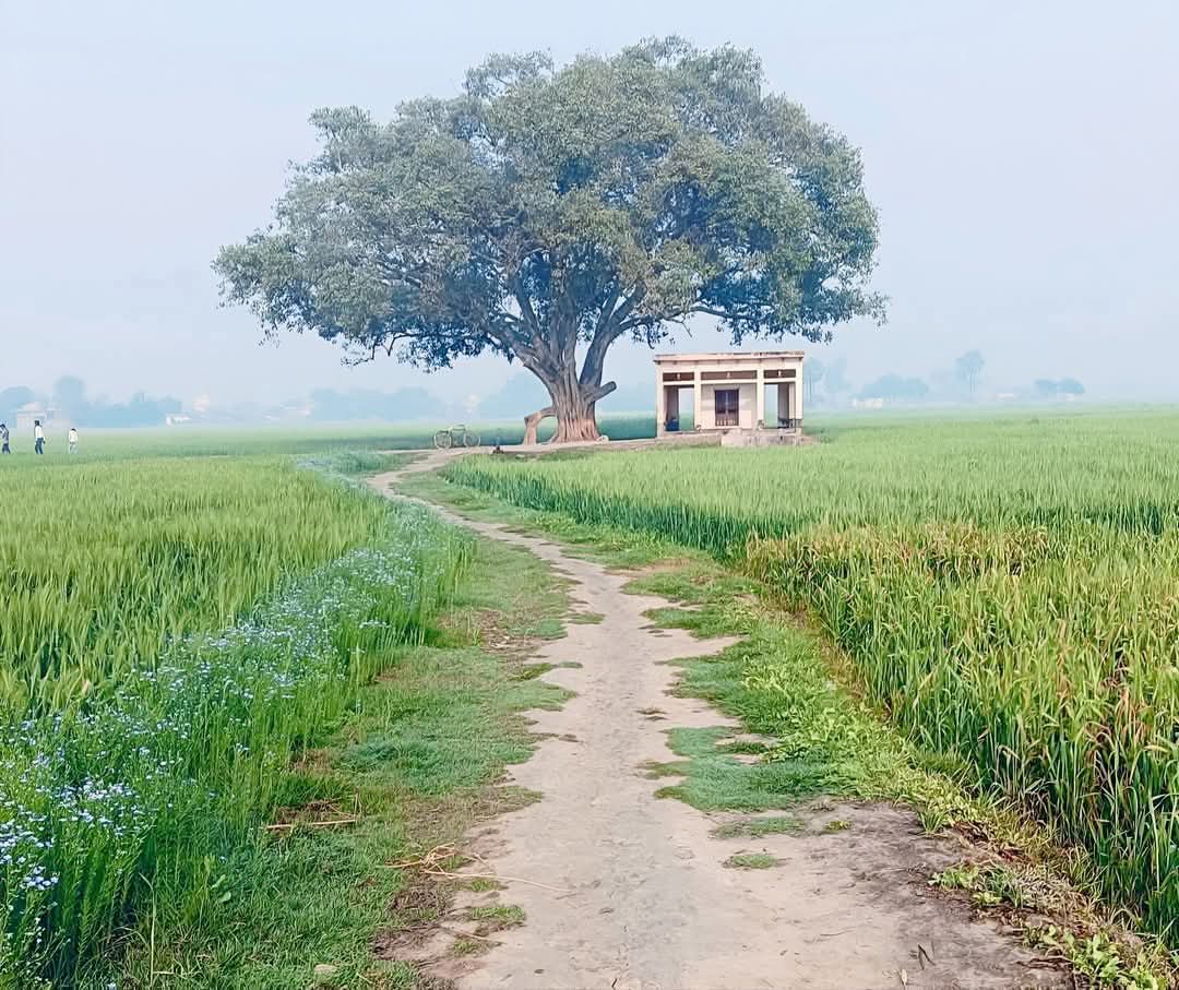 जब भी ऐसा दृश्य आँखों के सामने आता है ,

गाँव में बिताया हुआ वक्त याद आ जाता है...