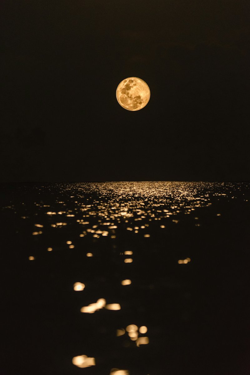 earthcurated's tweet photo. — solace of the night ✨ https://t.co/Kq1VC13qHF