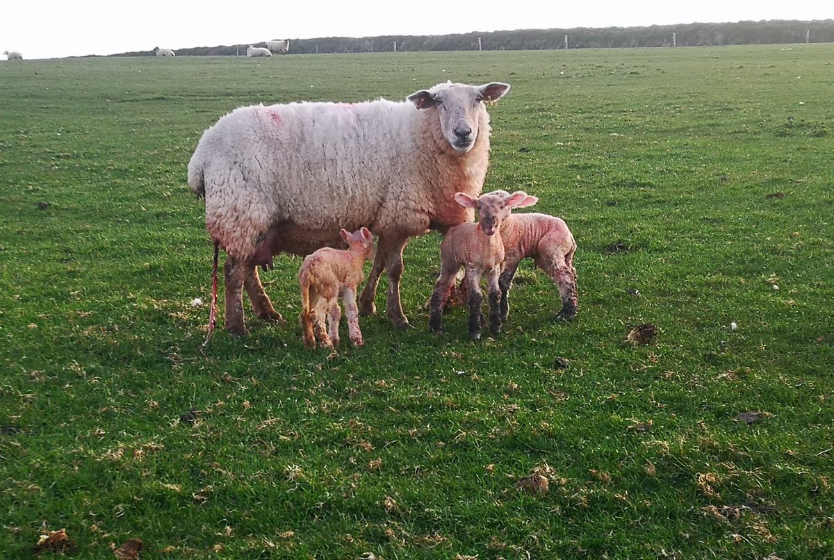 shepherd__jo's tweet photo. Dawn brings new life on a stunning spring day but it also brings death.
My old herdwick tup passed away in his sleep in the sunshine.
He was 13 years old, had a great life and gave me lots of his sons and daughters. https://t.co/NnIvT7aZ1G