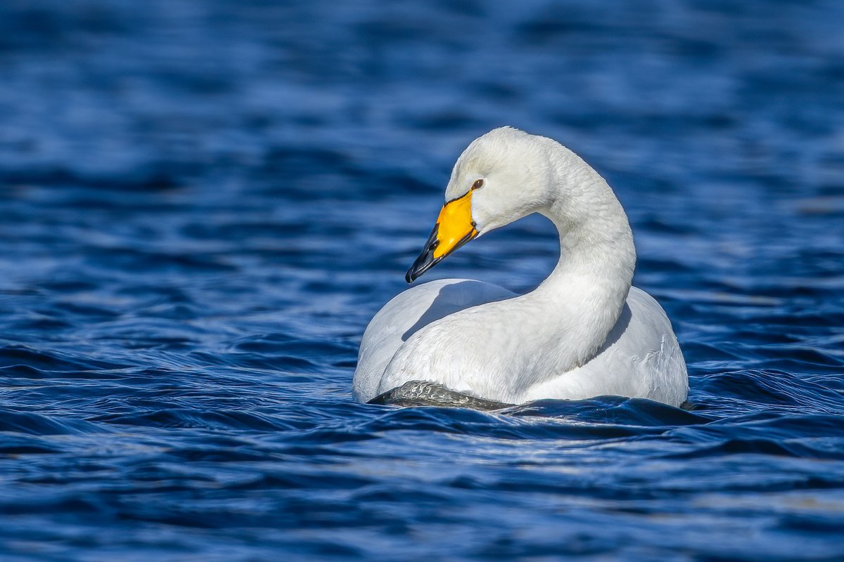 Whooper Swan....a small group of eleven on a local lake in some Mediterranean sunshine, well almost