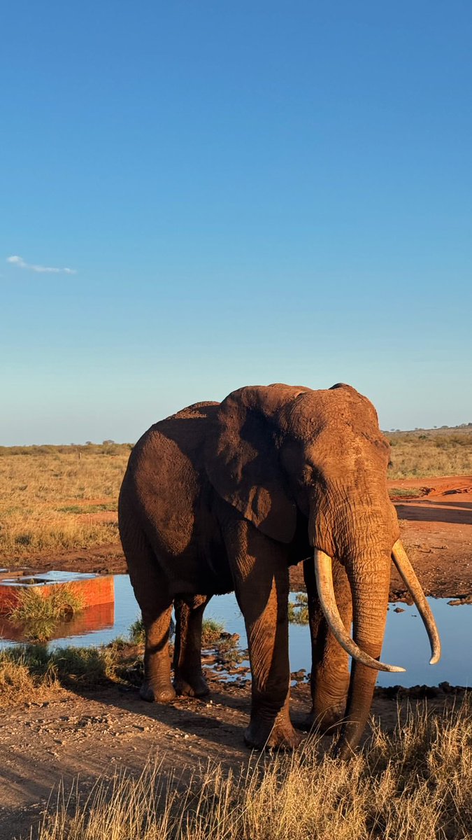 hannes_1961's tweet photo. A gentle giant in Tsavo East NP https://t.co/ZtxrN1DDHn