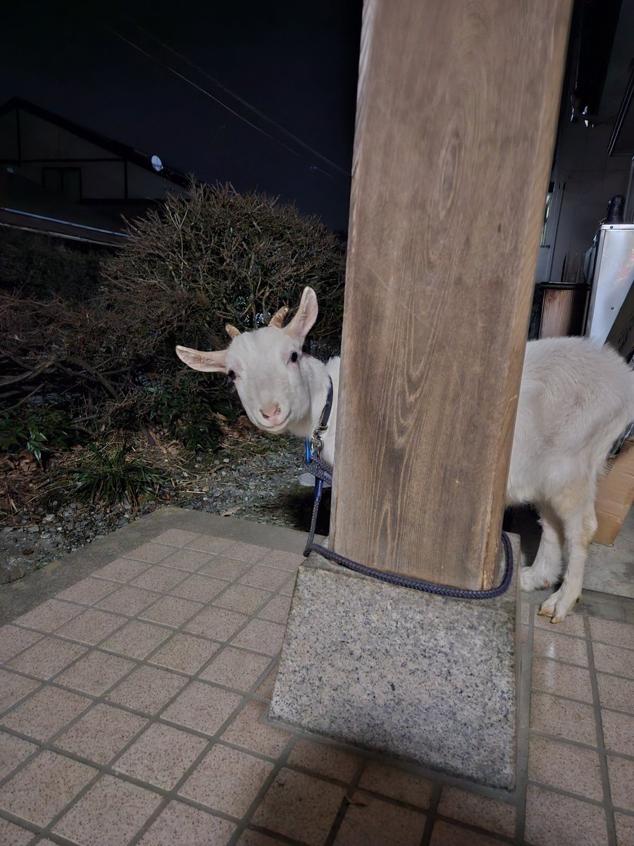 誕生日おめでとう🎁🎂
がぶ一歳になりました🐐