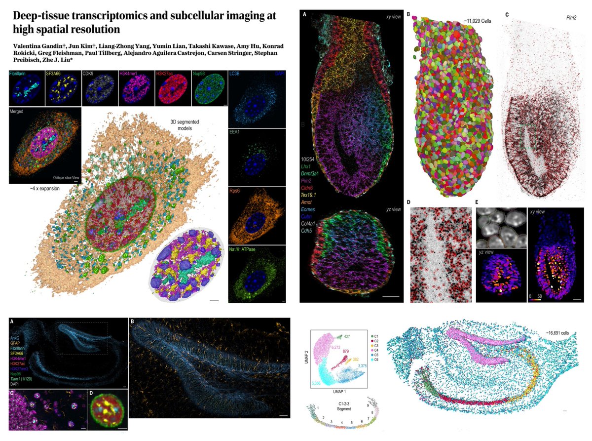 HaoYin20's tweet image. 3D #SpatialMultiomics on the way!🤠
Cycle Hybridization Chain Reaction
14 bp split L+R DNA barcodes➡️
(30 L x 30 R unique barcodes) x 3 color channels➡️ 2700 max targets
Cellpose-based 3D nucleus segmentation + spot detection
👉120 RNA probes + 8 antibodies
~50 µm hippocampal…