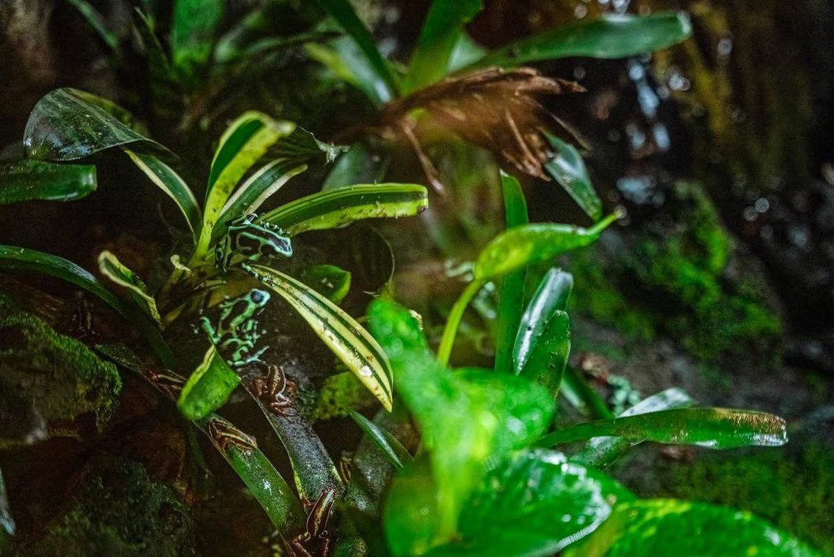 Happy World Frog Day! 🐸 

Today at Sealife Adventure we are celebrating our Poison Dart Frogs! These little guys may be small, but they sure know how to make a splash with their super bright, rainbow coloured skins!

#southendonsea #worldfrogday #zooquarium #aquarium