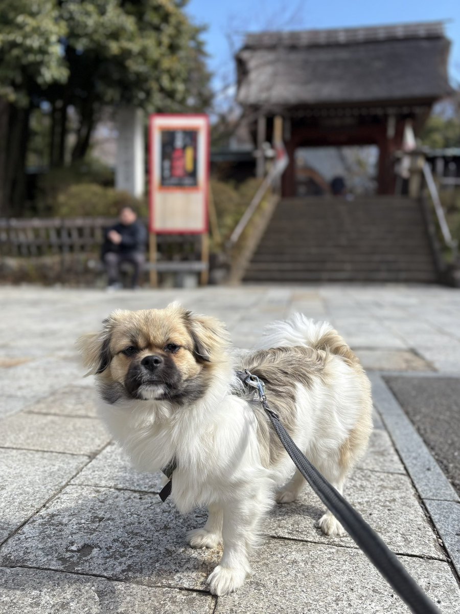 NTibbie's tweet photo. 春分の日
今日は彼岸の中日
浄土へと続く道しるべができる日
あちらに想いがつながりやすいから
深大寺にお参り

レワと元気に過ごしてますとご報告

もう少しで6kg
スカイを抜いて、ニマを抜くのも���間の問題かな

#森チ #チベタンスパニエル #tibetanspaniel https://t.co/FXnF6SI8XU