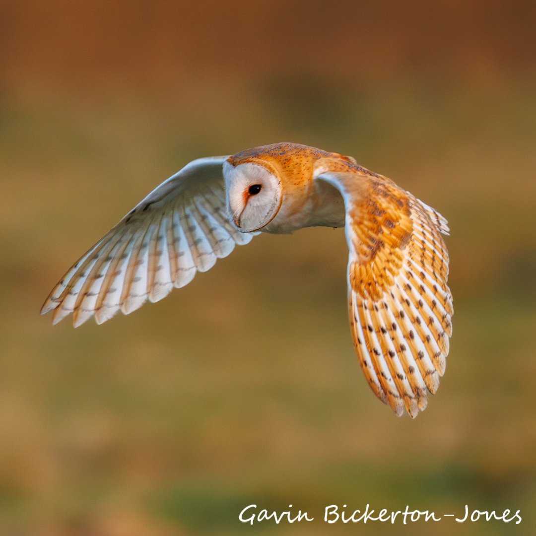 Have you spotted a Barn Owl recently? 👀🦉

If so, we'd love for you to share your sighting! Your input helps track and protect these magnificent birds across the UK. 🌿✨

Add your sighting to our UK Barn Owl Survey here: barnowlsurvey.org.uk

Thank you for your support 🙏💛