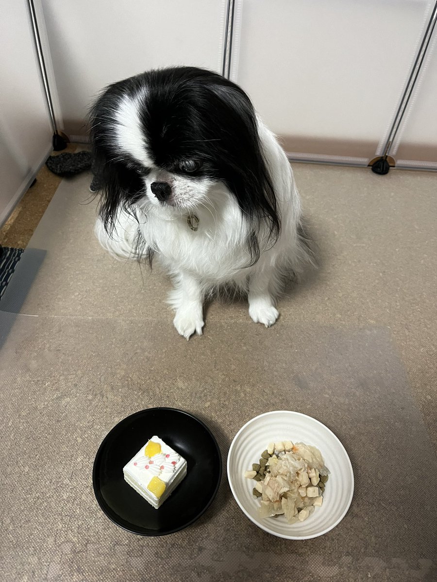 uc_320's tweet photo. 有13歳のお誕生日おめでとう🎊🎂 https://t.co/wJcdVI4mt2
