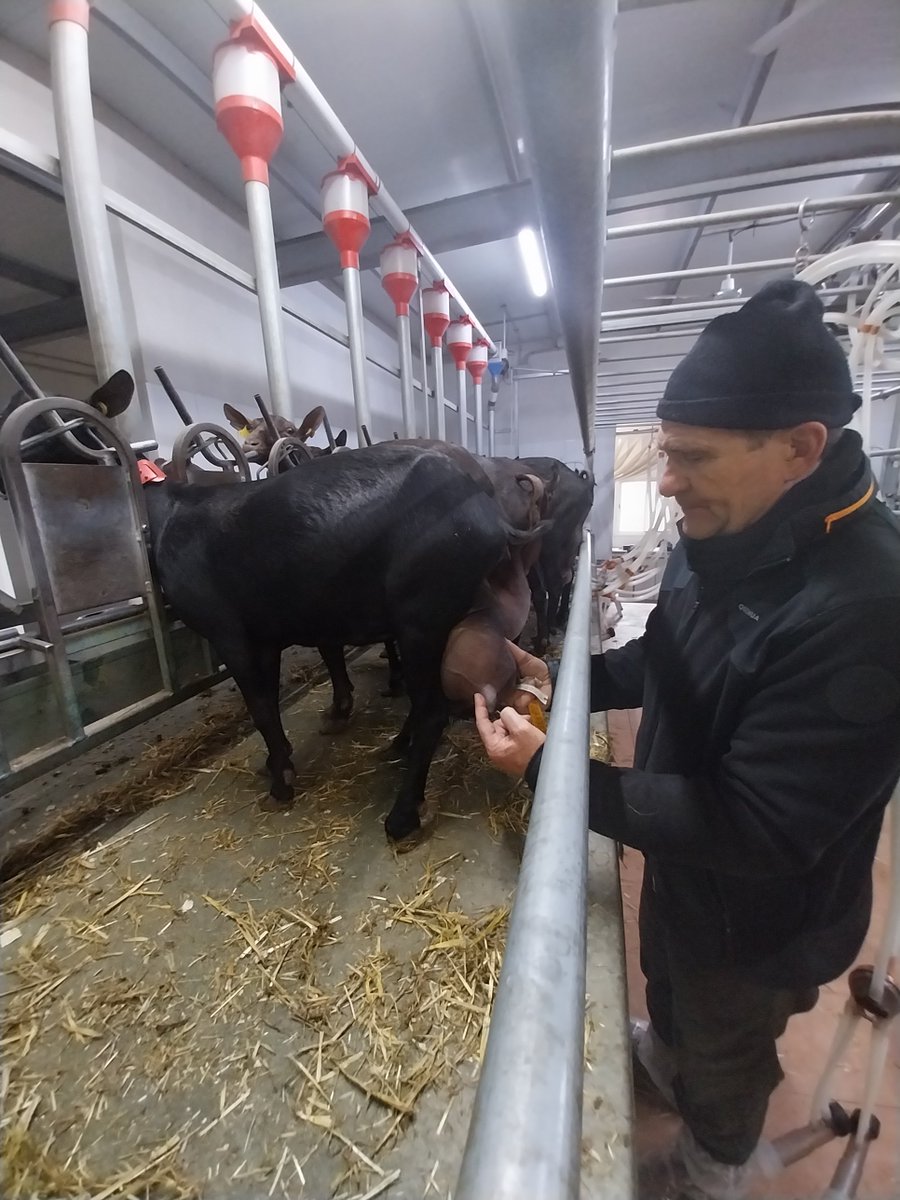 El pasado viernes 14 de marzo se realizó la última visita para recopilar datos sobre morfologia mamaria en la ganadería HS ubicada en Vall d'Alba, para el proyecto SOSCAPRI (AGROALNEXT/2022/062)
<a href="/GVAivia/">IVIA</a> <a href="/AMURVAL1/">AMURVAL</a> <a href="/agroalnext_GVA/">AGROALNEXT_GVA PPCC Agroalimentación</a>