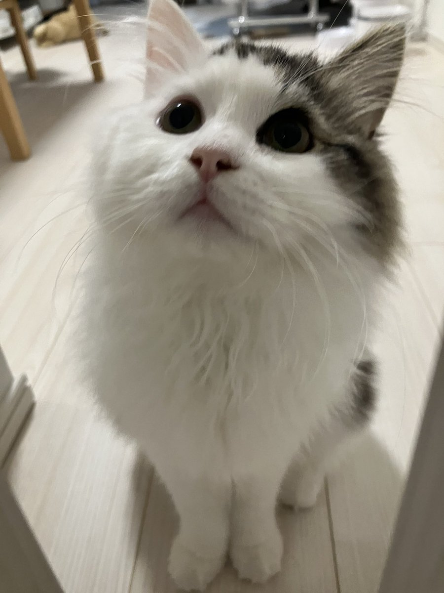 pipe_siberian's tweet photo. じーっ
#猫のいる暮らし 
#猫好きさんと繋がりたい 
#猫
#サイベリアン
#見つめ猫 https://t.co/ekaG4AGA05