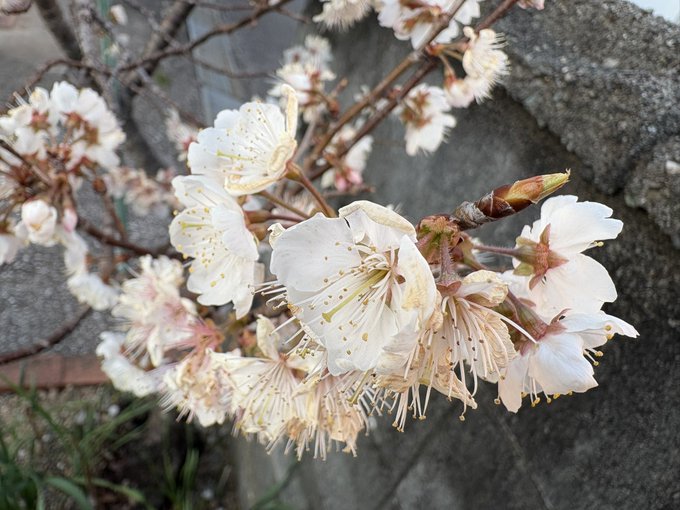 庭のさくらんぼが8分咲き
毎年めっちゃちっちゃい実しかならないから今年は頑張って欲しい…!🍒 