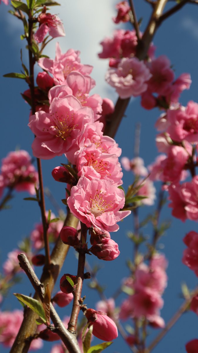 Kenji ๐ธ delivering flowers every day ๐ธ ๐ฆ tweet media
