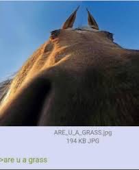 <a href="/KFC_onSol/">Ketamine Friends Club CTO🐴🪽</a> ARE U A GRASS? cuz i lov u🪽🐎