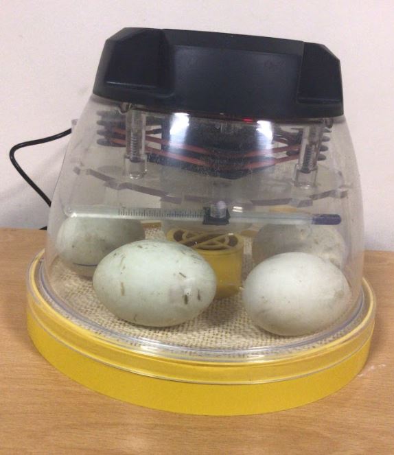 CCESchool's tweet image. British Science Week🧪
On Monday we received fertilized duck eggs. This incredible hands-on experience allows students to witness the incredible journey of life first-hand and develop a deeper understanding of biology, animal care, and responsibility.
#BritishScienceWeek