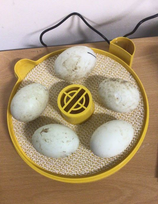 CCESchool's tweet image. British Science Week🧪
On Monday we received fertilized duck eggs. This incredible hands-on experience allows students to witness the incredible journey of life first-hand and develop a deeper understanding of biology, animal care, and responsibility.
#BritishScienceWeek