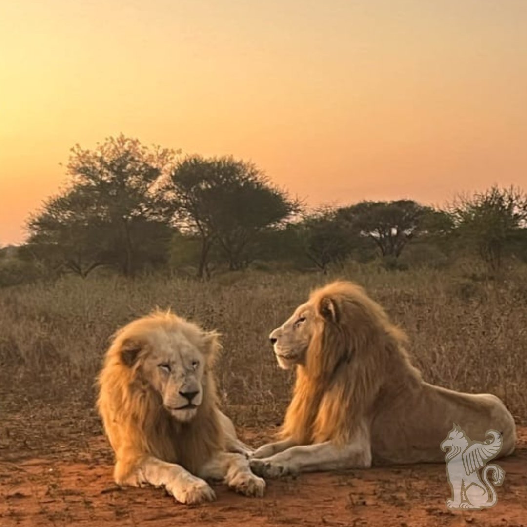 Preserving Mother Nature’s Umbilical Cord.

#WhiteLions #ResilienceInEveryLion #RestoringHabitats