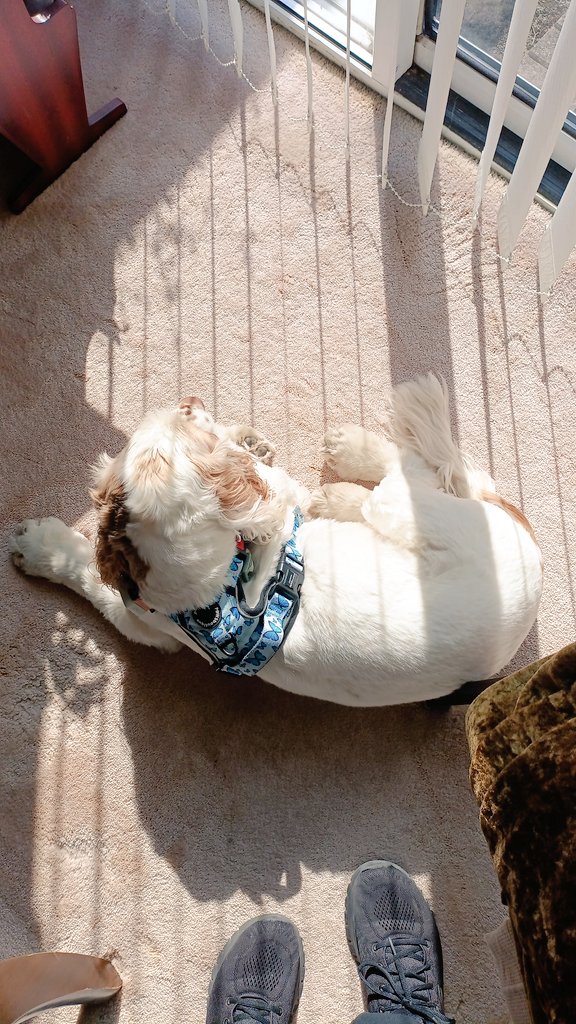 Hello all friends. I'm spending today at hugran's mum's house getting it ready for her to come home. Hopefully next Wednesday. I've found a lovely sun puddle and I'm trying to stay in it. There's so much mischief I could get up to here but so far I'm being a good boy