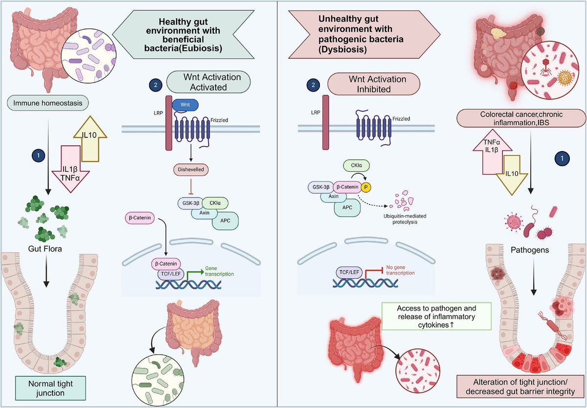 rdshrestha88's tweet photo. Our recent review in "Molecular Nutrition &amp; Food Research" explored how Bifidobacterium enhances colorectal cancer treatment by boosting gut immunity and reducing chemotherapy toxicity.  @nirinepal   #Bifidobacterium  #colorectalcancer
Read here: https://t.co/hoxkrZ940K https://t.co/xsEG06HtBq