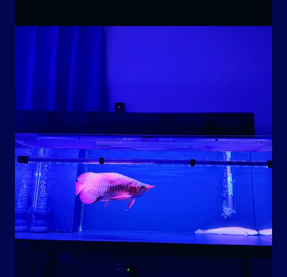 公式】NOPPO3® (@aquaNOPPO3) / Posts / X