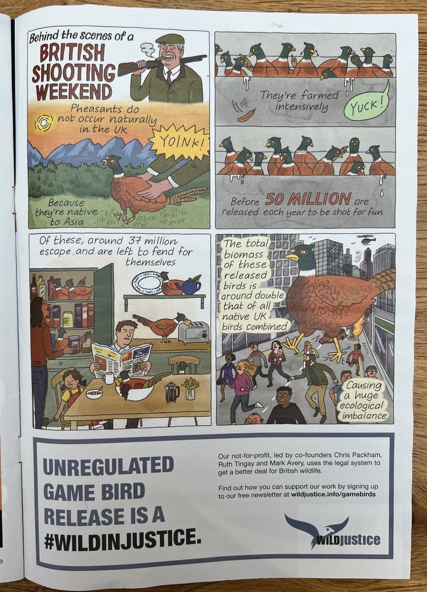 RaptorPersUK's tweet image. Private Eye readers learn about the absurd release of 50 million alien pheasants into the UK countryside every year, thanks to full page advert from @WildJustice_org 

raptorpersecutionuk.org/2025/03/20/pri…