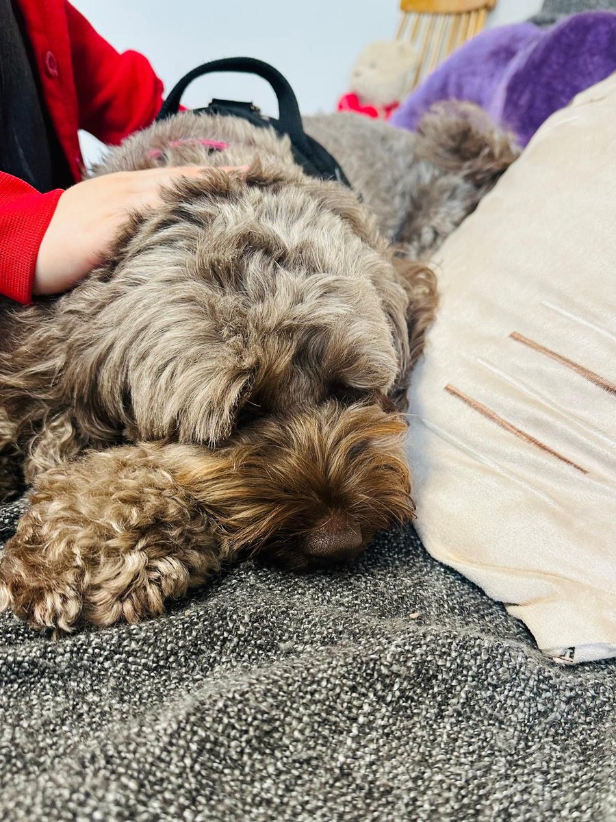 wbeingwoofers's tweet photo. This #InternationalDayOfHappiness, we're celebrating the joy our #WellbeingWoofers bring! π From stress-relieving cuddles to confidence-boosting sessions, they prove happiness is in the simplest moments πΆ #DogsInSchools #TherapyDogs #ChildrensMentalHealth
#WorkingDogs https://t.co/EVdRd26xCa