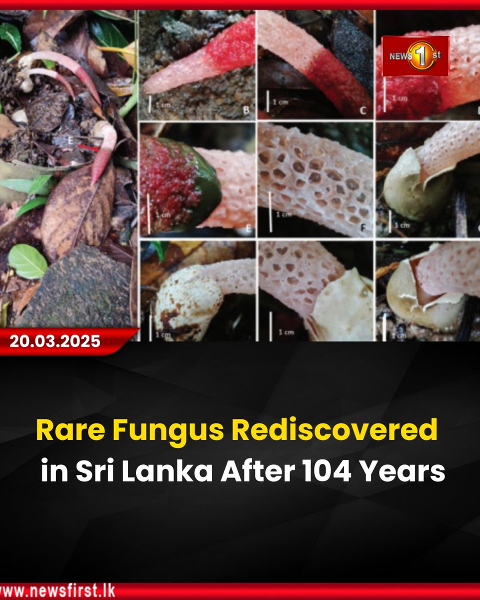 NewsfirstSL's tweet photo. Rare Fungus Rediscovered in Sri Lanka After 104 Years
Details:https://t.co/xkhXU3XzkJ
#news #newsfirst #news1st #newsupdate #srilanka #lanka #newsfirstEnglish #latestupdate #fungus #rare #rediscovered #MutinusBambusinus https://t.co/EwsgNN085T