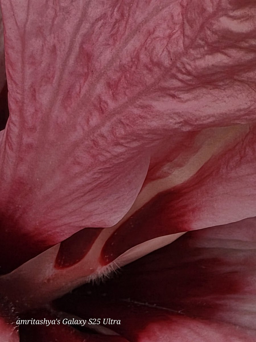 amritashya's tweet image. 5X, 10X, and 30X in overcast conditions. ☁️📸 #Photography #Zoom #Overcast #s25ultra #oneui7 
@Wvisioncreation 
@Pranjal96899306