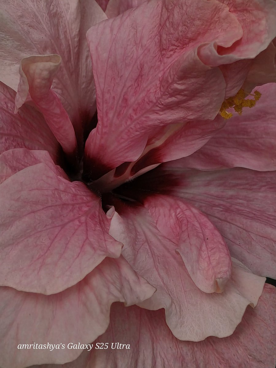 amritashya's tweet image. 5X, 10X, and 30X in overcast conditions. ☁️📸 #Photography #Zoom #Overcast #s25ultra #oneui7 
@Wvisioncreation 
@Pranjal96899306