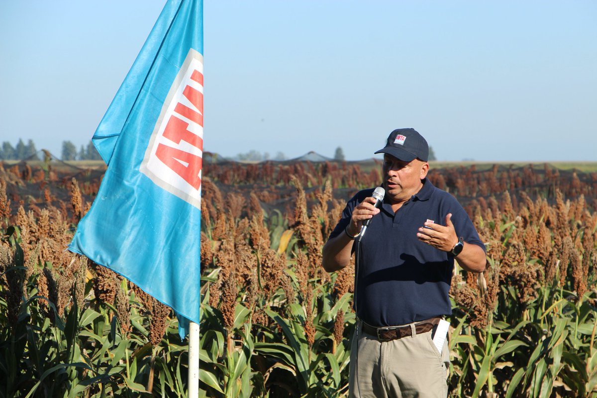 IntaManfredi's tweet image. #SORGO | Recorrida a campo en ensayos de #INTAManfredi 🌾👨‍🌾

Con la presencia de directores del #INTACórdoba @JCMolinaHafford y de la EEA Manfredi @AquilesSali, junto a productores, profesionales y empresas semilleras, se realizó la jornada en el Módulo Experimental en Manfredi.