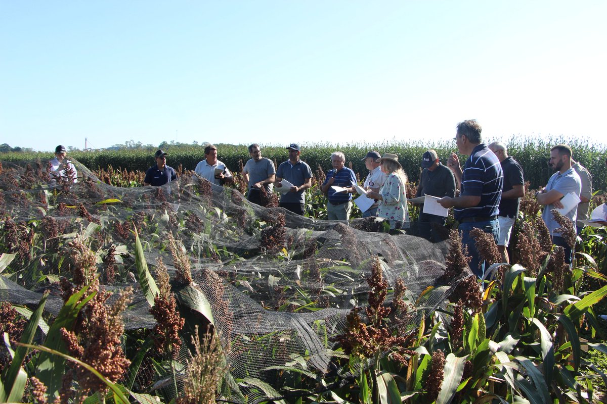 IntaManfredi's tweet image. #SORGO | Recorrida a campo en ensayos de #INTAManfredi 🌾👨‍🌾

Con la presencia de directores del #INTACórdoba @JCMolinaHafford y de la EEA Manfredi @AquilesSali, junto a productores, profesionales y empresas semilleras, se realizó la jornada en el Módulo Experimental en Manfredi.