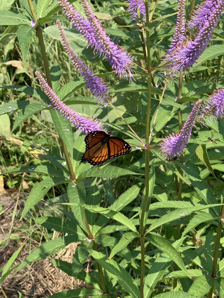 Gail Vaz-Oxlade tweet media