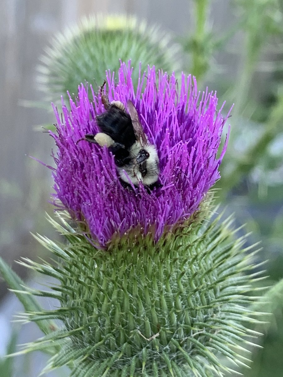 Gail Vaz-Oxlade tweet media