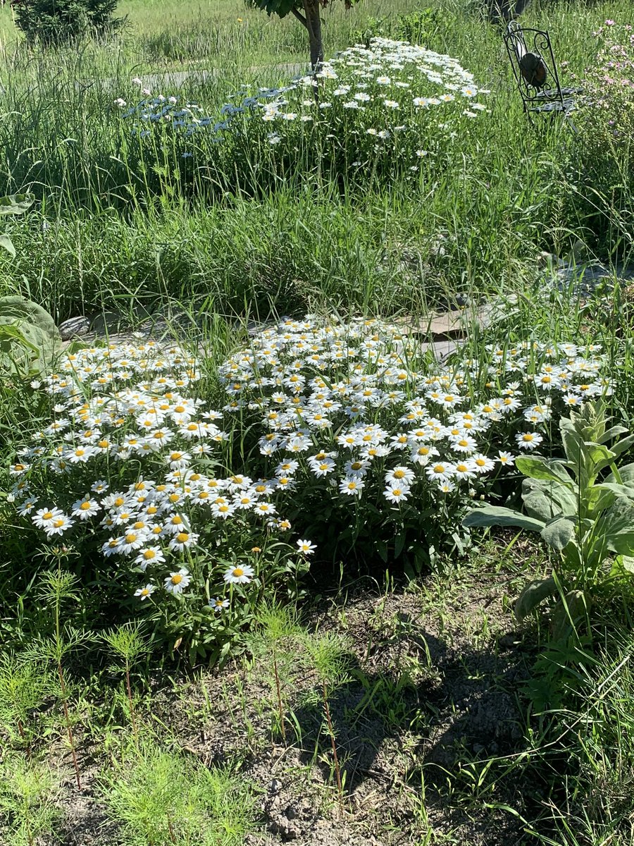 Gail Vaz-Oxlade tweet media